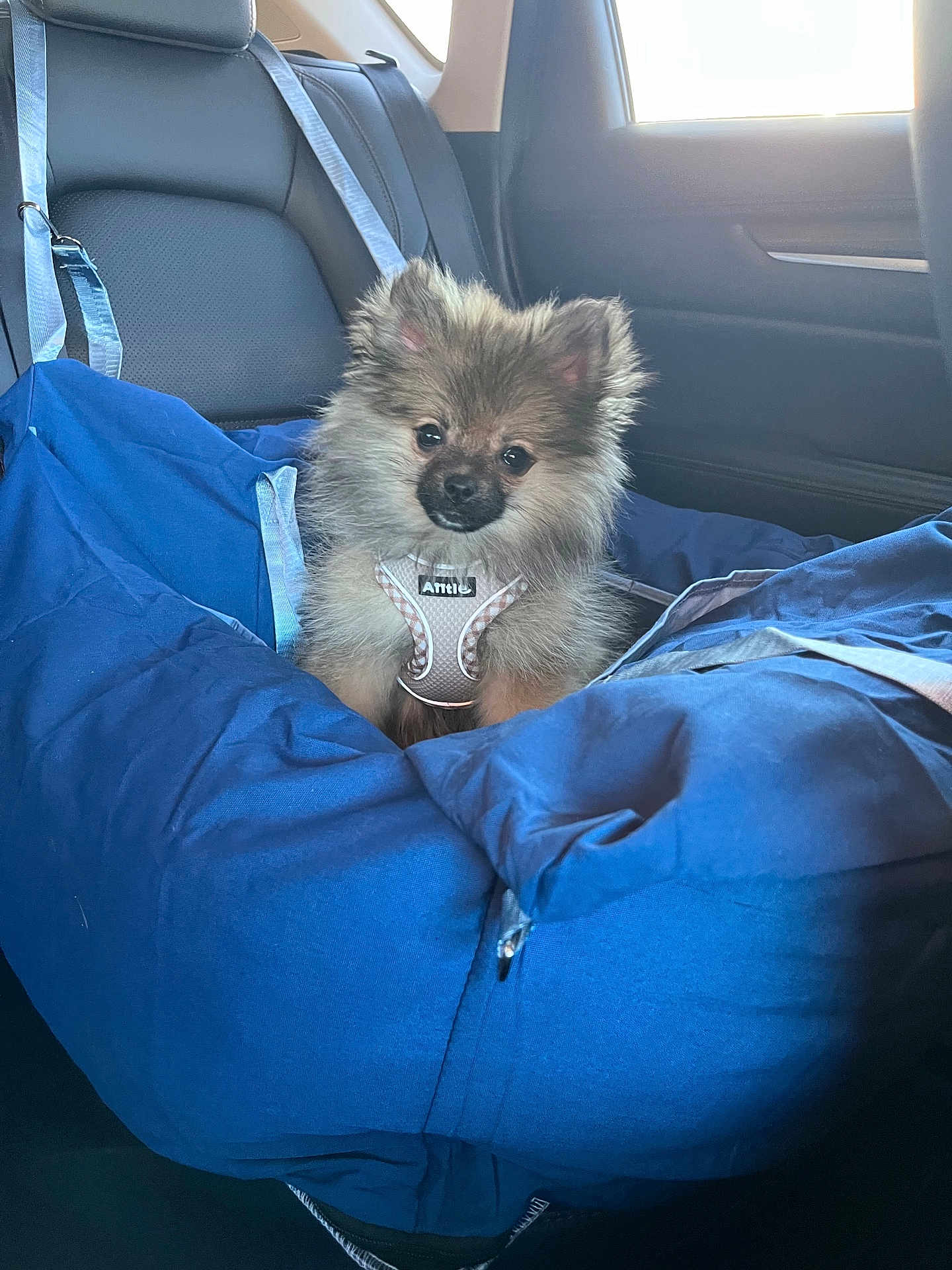 Doots is registered to the contest to win money with this photo: back_seat, blue_seat, canine, car_interior, cushion, cute, dog, fur, happy, pet, pet_harness, pomeranian, portrait, puppy, seat_belt, small_dog, sunlight, travel, upholstery, window