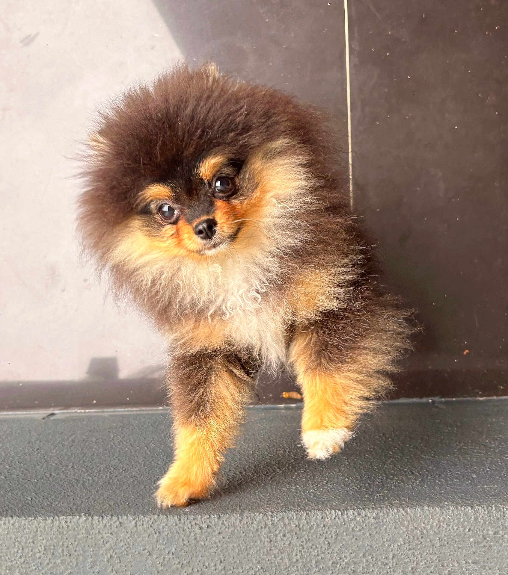 Missk participe au concours pour gagner de l'argent avec cette photo : dog, puppy, pomeranian, fluffy, fur, cute, pet, animal, small_dog, standing, curious, adorable, brown_fur, black_fur, tan_fur, indoor, portrait, closeup, face, eyes