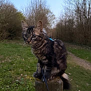 Aiko a rejoint le concours — aidez-le/la à gagner de superbes lots ! cat, tabby_cat, animal, outdoor, nature, wooden_post, leash, harness, greenery, trees, grass, dusk, curious, pet, mammal, wildlife, forest, path, feline, young_cat
