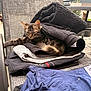 Aiko participe au concours pour gagner de l'argent avec cette photo : cat, tabby_cat, clothing, folded_clothes, chair, outdoor, pet, feline, relaxed, mesh_chair, texture, fabric, stack, resting, animal, sunlight, yard, potted_plant, black_clothing, blue_clothing