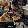 Oreo joined the competition — help win amazing prizes! service_dog, dog, black_dog, pet_clothing, jacket, indoor, store, counter, curious, leash, animal, canine, fur, eyes, ears, paws, standing, waiting, sitting_area, background