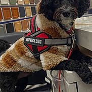 Oreo is registered to the contest to win money with this photo: dog, service_dog, black_dog, jacket, leash, counter, store, cabinet_doors, indoor, curious, pet, fur, animal, shop, lighting, paw, standing, furniture, cute, canine