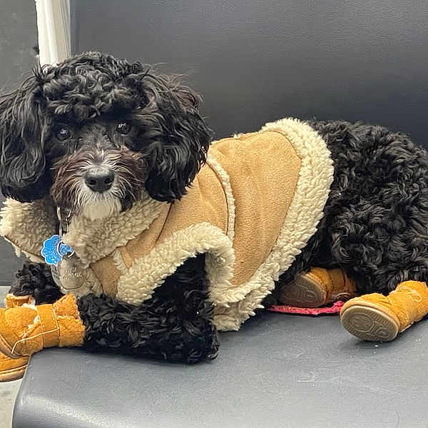 Oreo is registered to the contest to win money with this photo: dog, curly_hair, pet_clothing, orange_boots, bench, black_dog, fleece_jacket, cozy, animal, cute, paw_protection, indoor, resting, looking, fur, adorable, small_dog, companion, domestic_animal, portrait