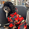Oreo is registered to the contest to win money with this photo: dog, black_dog, curly_fur, jacket, camouflage, red_jacket, white_fur, pet, indoor, chair, blanket, bone_toy, store, appliances, cabinet_doors, furniture, paws, cute, animal, portrait