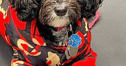 Oreo joined the competition — help win amazing prizes! dog, black_dog, curly_fur, pet_clothing, dog_jacket, dog_booties, red_jacket, red_booties, cute, pet, animal, indoor, sitting, looking_up, adorable, fur, collar, tag, paw, portrait