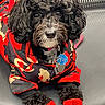 dog, black_dog, curly_fur, pet_clothing, dog_jacket, dog_booties, red_jacket, red_booties, cute, pet, animal, indoor, sitting, looking_up, adorable, fur, collar, tag, paw, portrait
