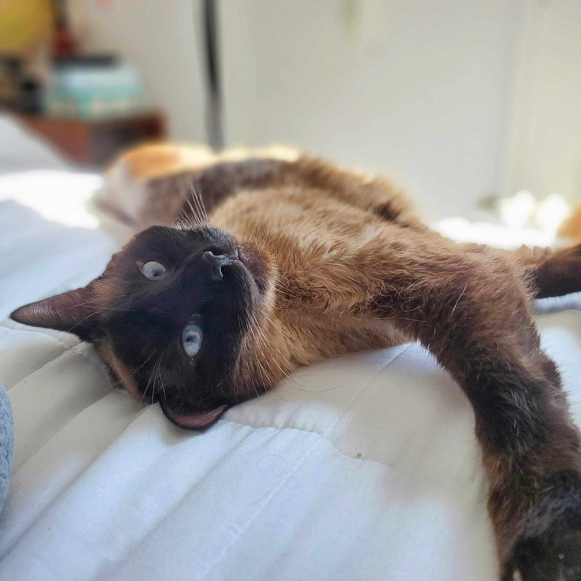 Panda joined the competition — help win amazing prizes! cat, siamese_cat, blue_eyes, bed, white_bedspread, relaxed, indoor, pet, feline, fur, whiskers, animal, cute, laying_down, close_up, domestic_cat, sleepy, soft_light, blurred_background, cozy