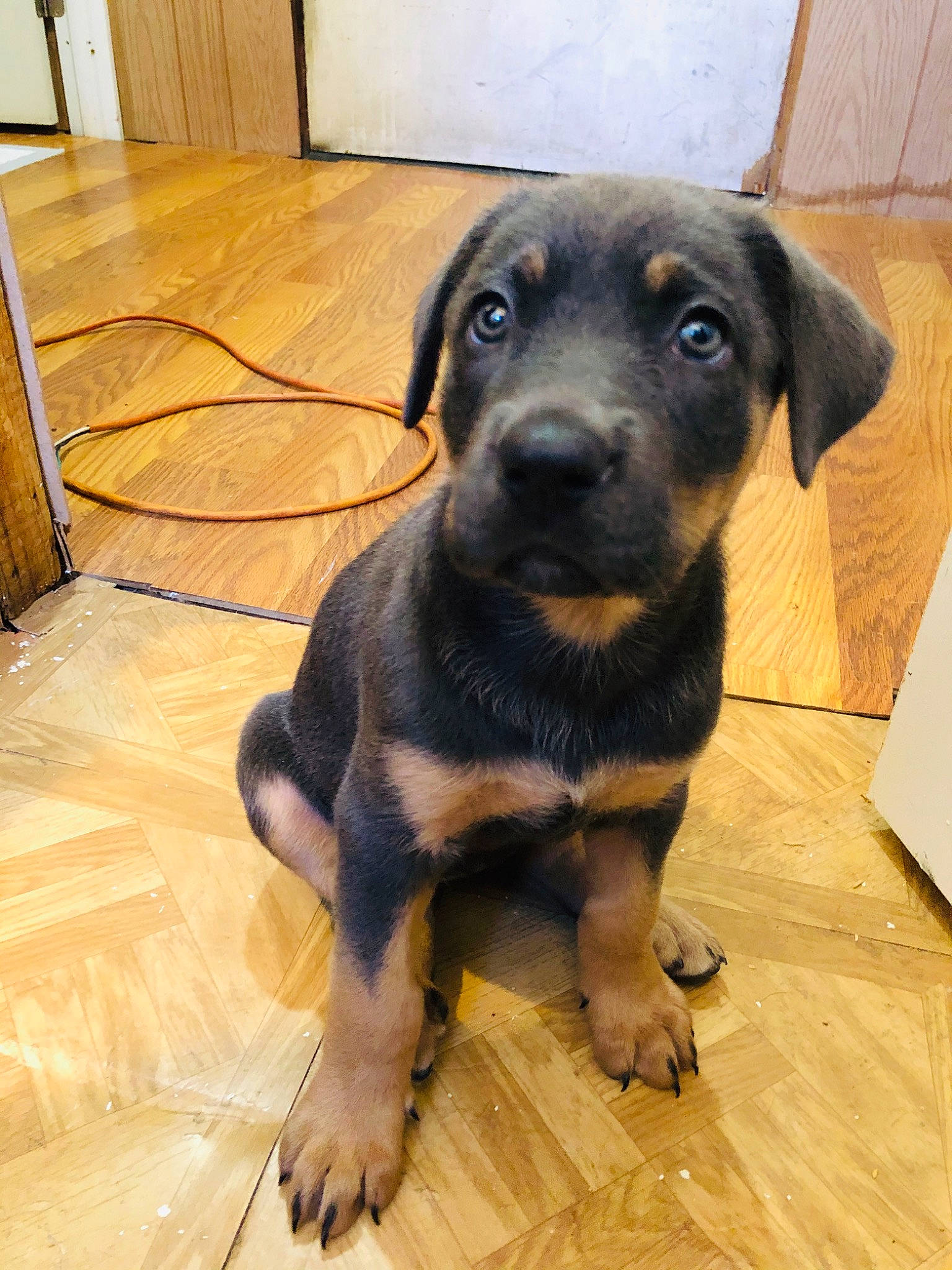 Rosalie joined the competition — help win amazing prizes! beauceron, black_and_tan_terrier, canidae, carlin_pinscher, carnivore, companion_dog, dog, dog_breed, fawn, guard_dog, huntaway, jagdterrier, mammal, pinscher, puppy, rare_breed_dog, rottweiler, snout, sporting_group, vertebrate