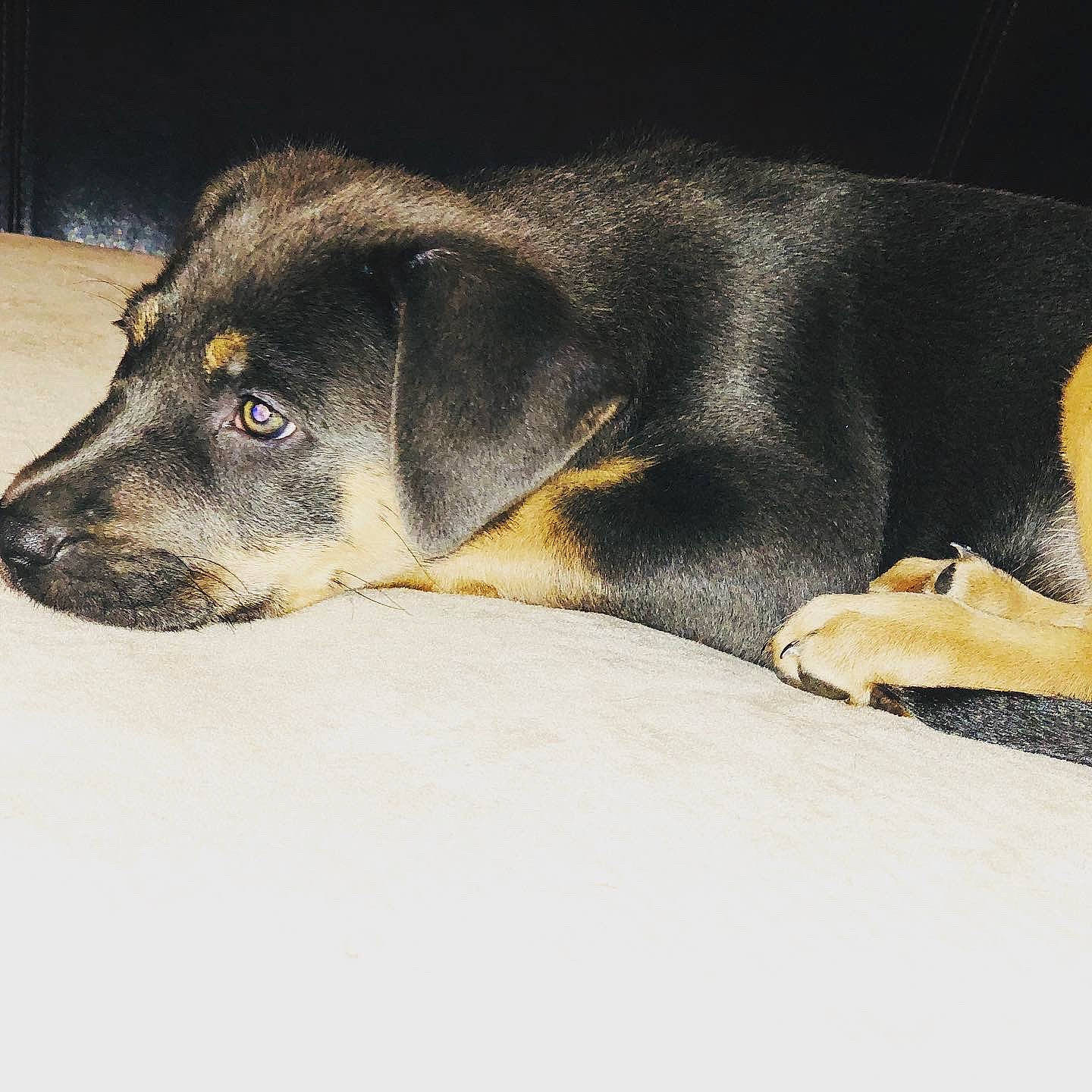 Rosalie is registered to the contest to win money with this photo: canidae, carnivore, dog, dog_breed, fawn, mammal, puppy, rottweiler, snout, sporting_group, street_dog, vertebrate