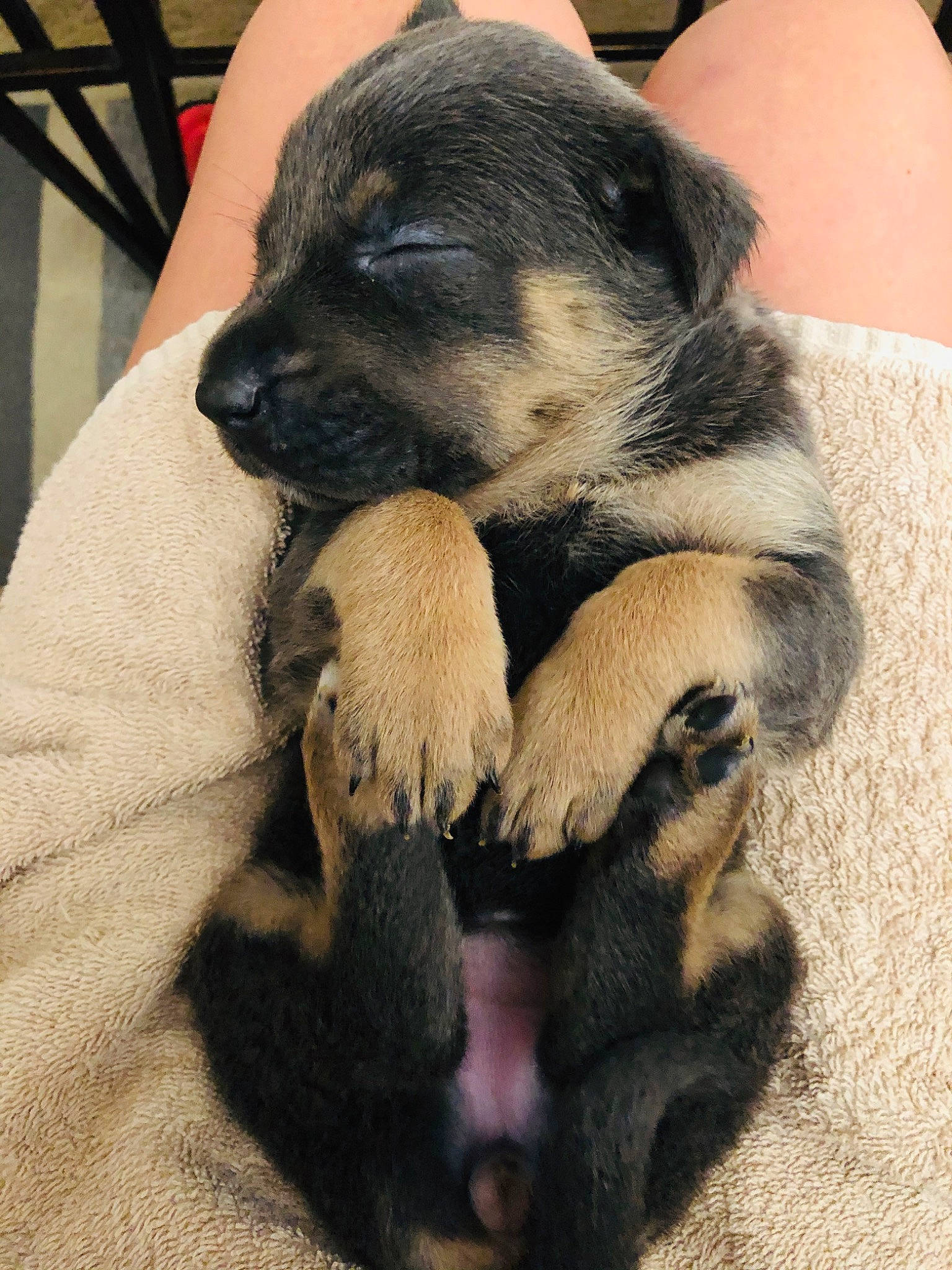 Rosalie is registered to the contest to win money with this photo: canidae, carnivore, dog, dog_breed, fawn, mammal, puppy, snout, sporting_group, vertebrate