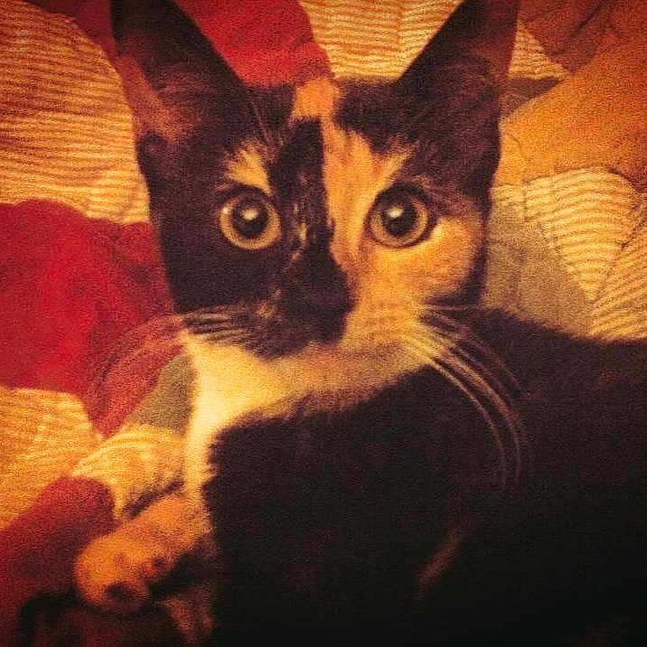 Cleopatra
