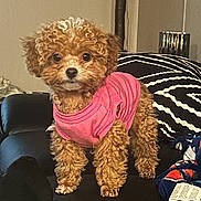 Karma is registered to the contest to win money with this photo: puppy, dog, curly_fur, pink_shirt, black_couch, cushion, blanket, indoor, pet, cute, small_dog, fur, canine, living_room, domestic_animal, animal, fur_texture, toy_breed, decor, relaxation