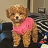 puppy, dog, curly_fur, pink_shirt, black_couch, cushion, blanket, indoor, pet, cute, small_dog, fur, canine, living_room, domestic_animal, animal, fur_texture, toy_breed, decor, relaxation