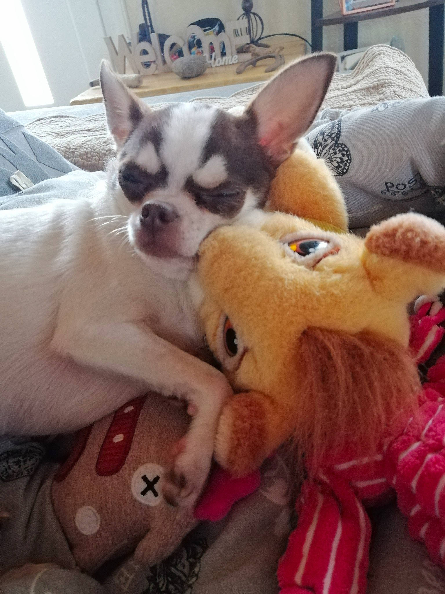 Thalys participe au concours pour gagner de l'argent avec cette photo : canidae, carnivore, chihuahua, comfort, companion_dog, corgi_chihuahua, dog, dog_breed, dog_supply, ear, eye, fawn, fur, mammal, paw, snout, sporting_group, toy_dog, whiskers, working_animal