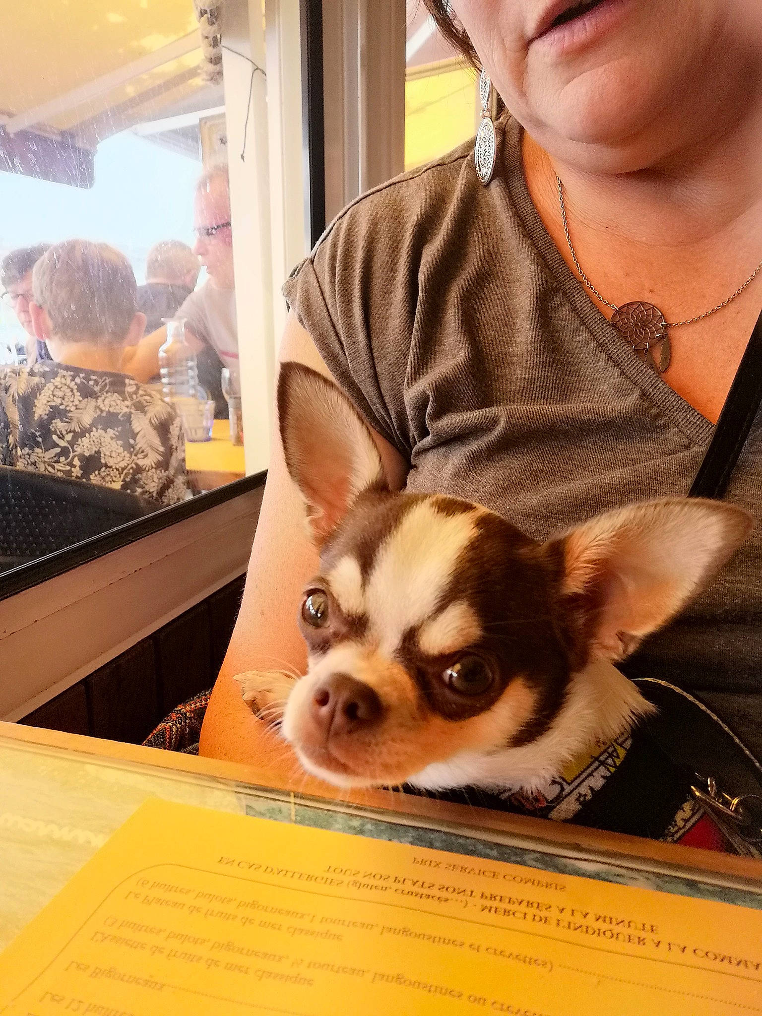 Thalys a rejoint le concours — aidez-le/la à gagner de superbes lots ! carnivore, chihuahua, companion_dog, corgi_chihuahua, dog, dog_breed, dog_supply, ear, fawn, fur, organ, photograph, photography, snapshot, sporting_group, t_shirt, terrestrial_animal, toy_dog, whiskers, working_animal