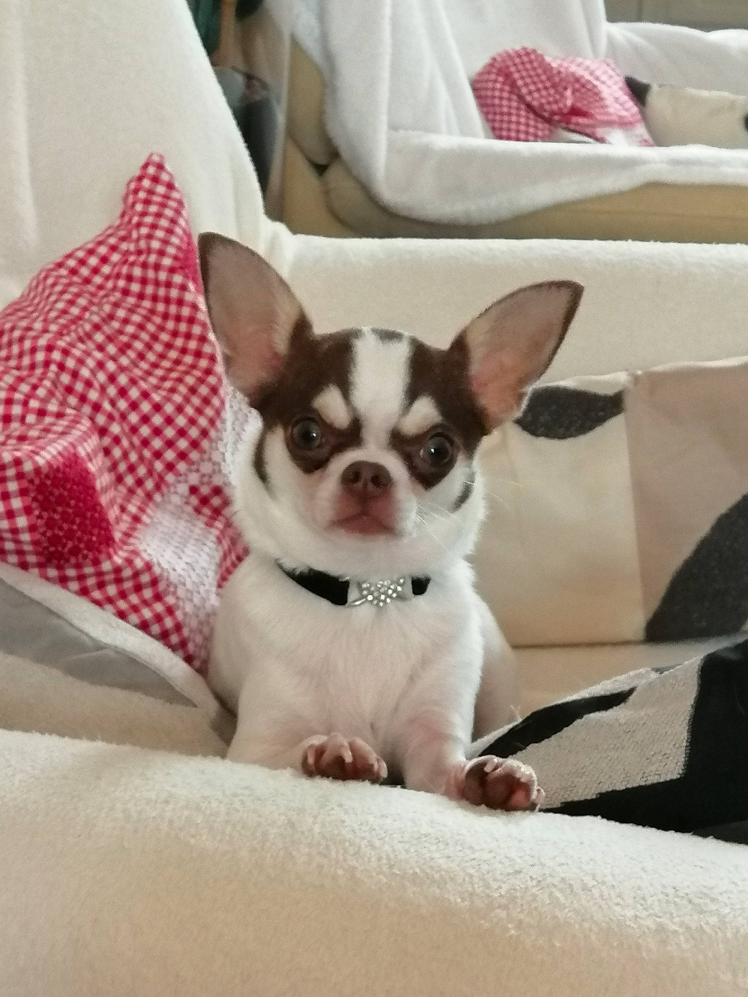 Thalys a rejoint le concours — aidez-le/la à gagner de superbes lots ! carmine, carnivore, comfort, companion_dog, couch, dog, dog_breed, dog_supply, ear, eye, fawn, furniture, linens, mammal, pillow, snout, sporting_group, toy_dog, whiskers, working_animal