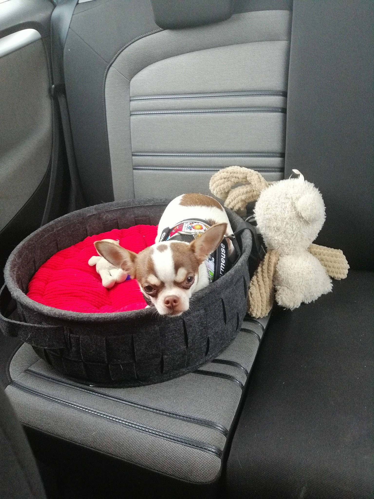 Thalys a rejoint le concours — aidez-le/la à gagner de superbes lots ! baby_products, car_seat, car_seat_cover, carnivore, comfort, companion_dog, dog, dog_breed, dog_supply, family_car, fawn, infant_bed, linens, motor_vehicle, pet_supply, textile, toy, vehicle, vehicle_door, wicker