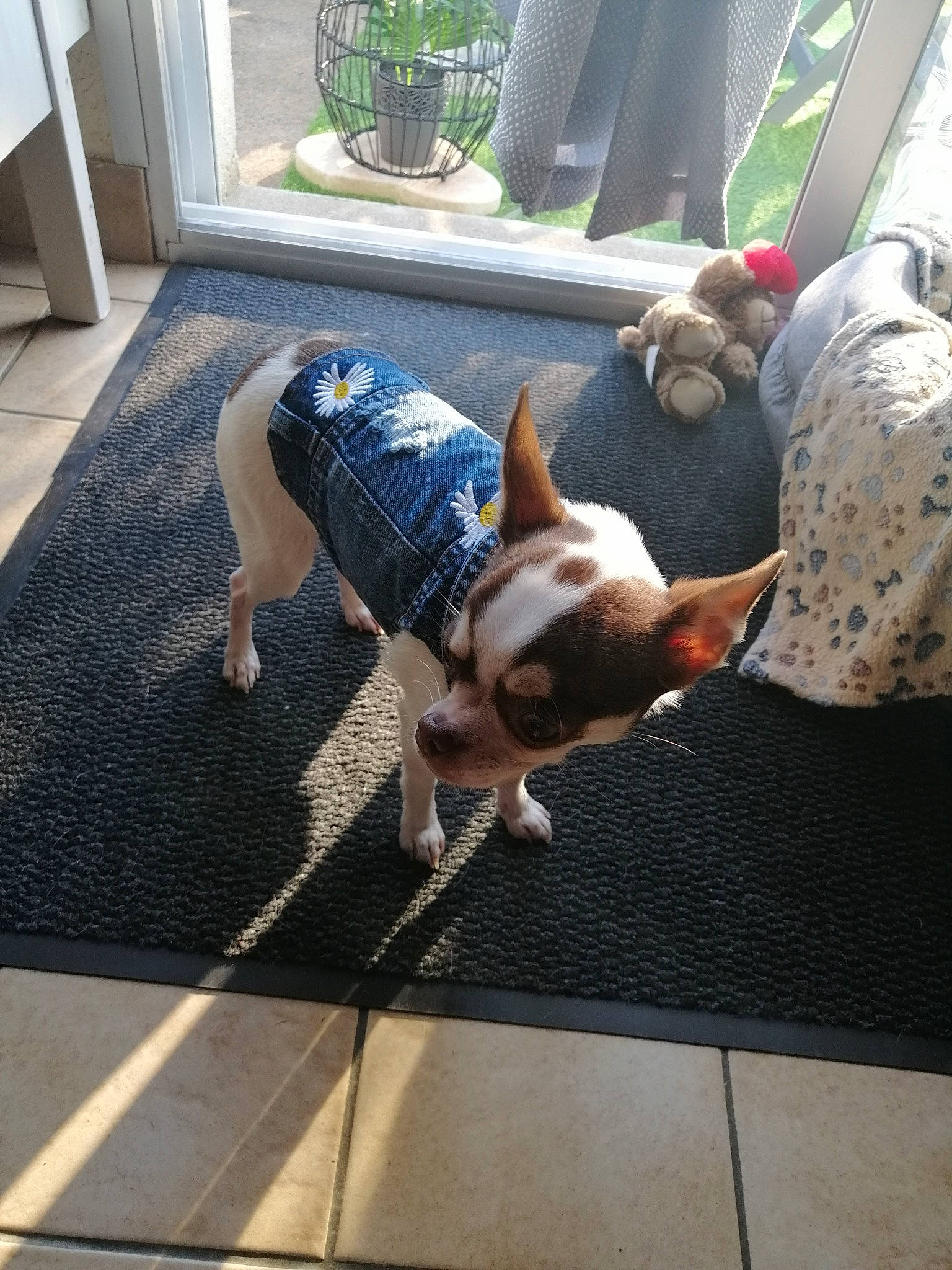 Thalys a rejoint le concours — aidez-le/la à gagner de superbes lots ! carnivore, chair, comfort, companion_dog, dog, dog_breed, fawn, felidae, flooring, flowerpot, grass, leash, mammal, plant, sidewalk, small_to_medium_sized_cats, snout, tail, toy_dog, working_animal