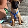 Kyro participe au concours pour gagner de l'argent avec cette photo : animal_companion, bed, belgian_malinois, black_mask, blue_harness, brick_wall, brown_fur, close_up, dog, fluffy_blanket, green_shorts, indoor, person, pet, photography, pointed_ears, portrait, puppy, sitting, wide_eyes