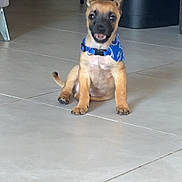 Kyro participe au concours pour gagner de l'argent avec cette photo : animal, black_mask, blue_bandana, collar, cute, dog, full_body, happy, home, indoor, open_mouth, pet, photography, portrait, puppy, sitting, smiling, tan_fur, tiled_floor, upright_ears