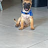 animal, black_mask, blue_bandana, collar, cute, dog, full_body, happy, home, indoor, open_mouth, pet, photography, portrait, puppy, sitting, smiling, tan_fur, tiled_floor, upright_ears