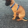 alert, animal, black_muzzle, blue_harness, brown_fur, cute, daylight, dog, full_body, large_ears, leash, outdoor, parked_cars, parking_lot, pavement, pet, portrait, puppy, short_hair, sitting