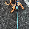 animal, asphalt, blue_harness, blue_leash, brown_eyes, dark_muzzle, dog, floppy_ears, leash, lying_down, outdoor, pavement, pet, photography, playful, portrait, puppy, road, tan_fur, white_line