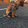 alert, asphalt, brown_dog, building, canine, cute, daylight, dog, harness, leash, outdoor, parked_cars, pet, photography, pointy_ears, portrait, puppy, sitting, street, urban