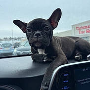 Moose is registered to the contest to win money with this photo: puppy, dog, car_dashboard, black_dog, pet, animal, cute, portrait, indoors, window, parking_lot, overcast, resting, small_dog, ears_up, close_up, vehicle, front_seat, companion, curious