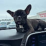 puppy, dog, car_dashboard, black_dog, pet, animal, cute, portrait, indoors, window, parking_lot, overcast, resting, small_dog, ears_up, close_up, vehicle, front_seat, companion, curious