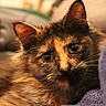 cat, tortoiseshell, close_up, fluffy, pet, animal, feline, face, fur, whiskers, ears, eyes, indoor, cozy, soft, resting, portrait, warm_lighting, blurred_background, comfort