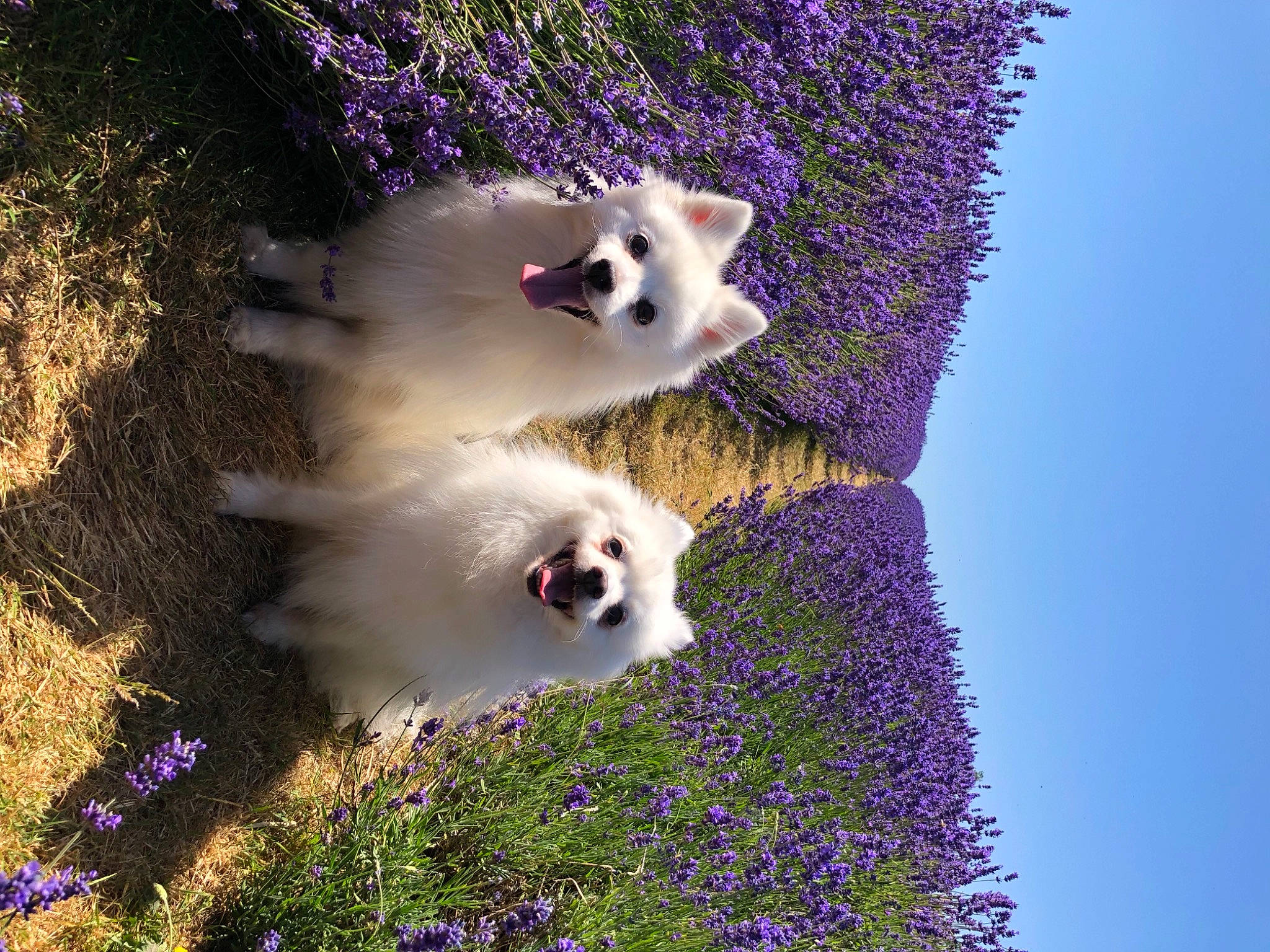 Milka And Pola