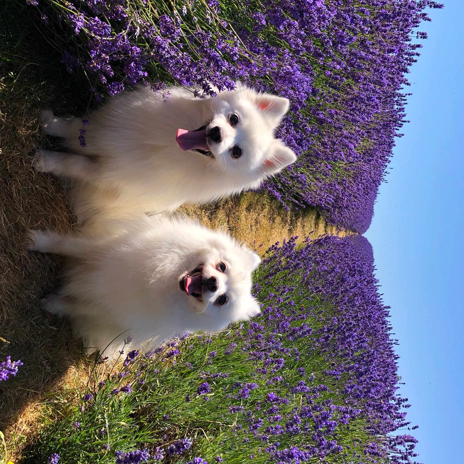 Milka And Pola