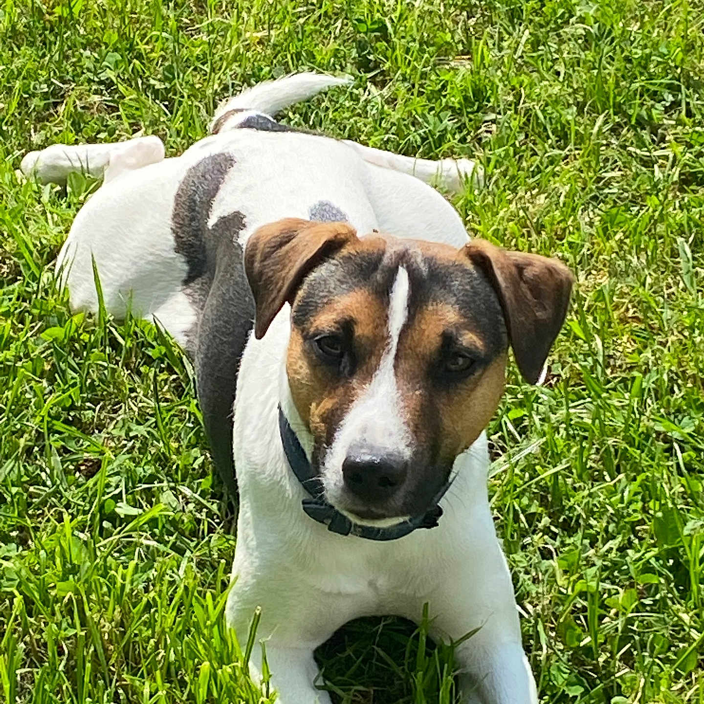 Salto a rejoint le concours — aidez-le/la à gagner de superbes lots ! animal, canine, collar, cute, daylight, dog, ears, field, fur, grass, greenery, laying_down, nature, outdoor, pet, relaxed, summer, sunlight, tricolor, watching