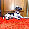 Salto participe au concours pour gagner de l'argent avec cette photo : alert, animal, black_fur, brown_fur, calm, carpet, collar, dog, ears, floor, fur, indoor, jack_russell_terrier, lying_down, paws, pet, quiet, red_carpet, white_fur, wooden_door