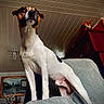 alert, animal, black, blanket, brown, canine, ceiling, couch, dog, domestic, fur, furniture, home, indoor, living_room, painting, pet, portrait, standing, white