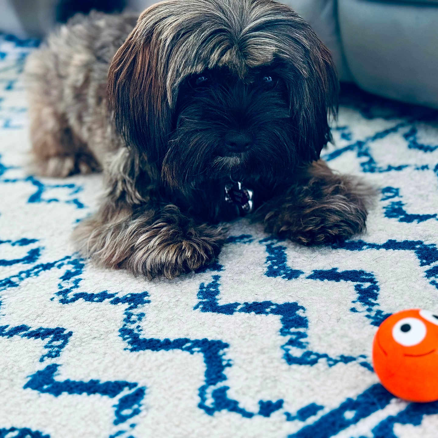 Maisie is registered to the contest to win money with this photo: affenpinscher, animal, ball, bulldog, canine, dog, dogbed, football, homedecor, hound, pet, poodle, puppy, soccer, soccerball, sphere, sport, terrier, toy, whitedog
