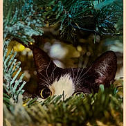 Riley joined the competition — help win amazing prizes! adventure, animal, black_and_white, blurred_background, bokeh, cat, close_up, curious, ears, eyes, foliage, greenery, hidden, mystery, nature, outdoor, pet, plant, whiskers, wildlife