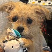 Athena Ray joined the competition — help win amazing prizes! adorable, bedtime, blanket, brown_fur, close_up, cozy, cuddling, cute, dog, fluffy, indoor, large_eyes, pacifier, pet, plush_toy, portrait, puppy, sitting, small_dog, stuffed_animal