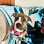 dog, brindle, pink_harness, blanket, couch, indoor, pet, canine, fur, ears, paws, tail, wooden_wall, comfort, looking_up, animal, domestic, resting, household, friendly
