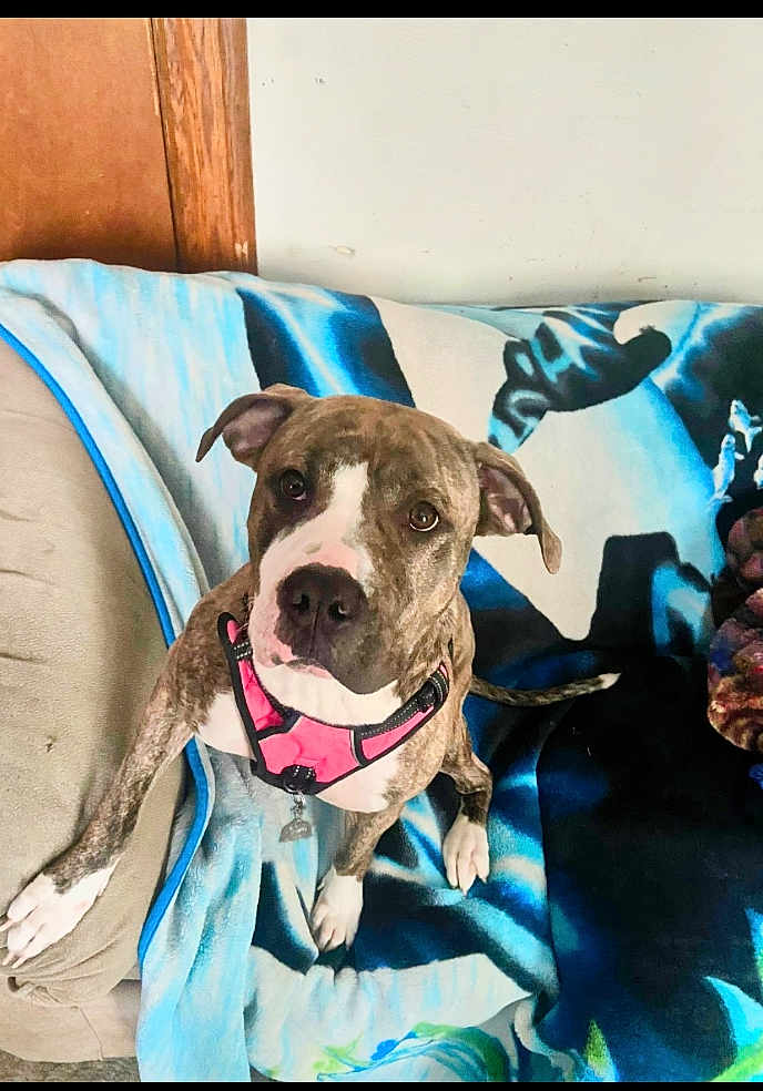 Strawberry is registered to the contest to win money with this photo: dog, brindle, pink_harness, blanket, couch, indoor, pet, canine, fur, ears, paws, tail, wooden_wall, comfort, looking_up, animal, domestic, resting, household, friendly