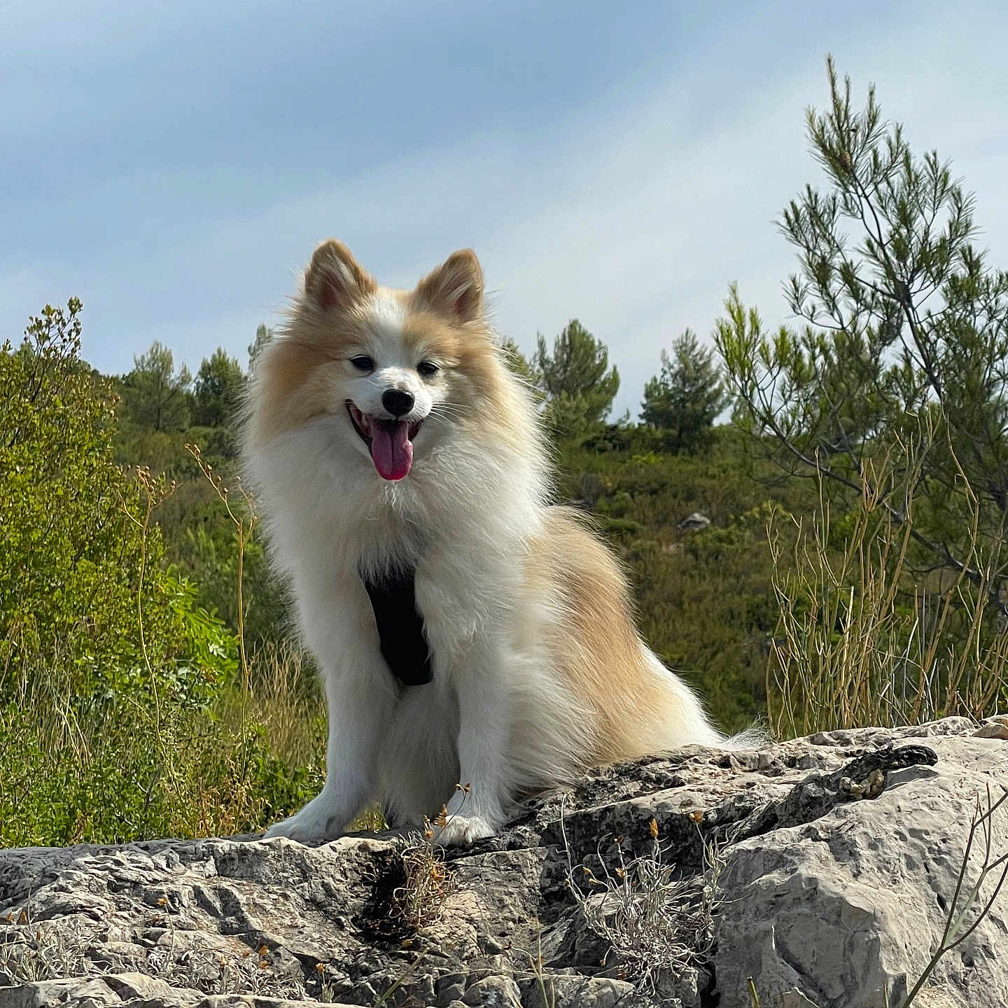 Oliver a rejoint le concours — aidez-le/la à gagner de superbes lots ! day_time, dog, fluffy_dog, fur, happy, harness, landscape, nature, outdoors, paws, pet, pomeranian, portrait, rock, sitting, sky, smiling, tongue_out, trees, wild_grass