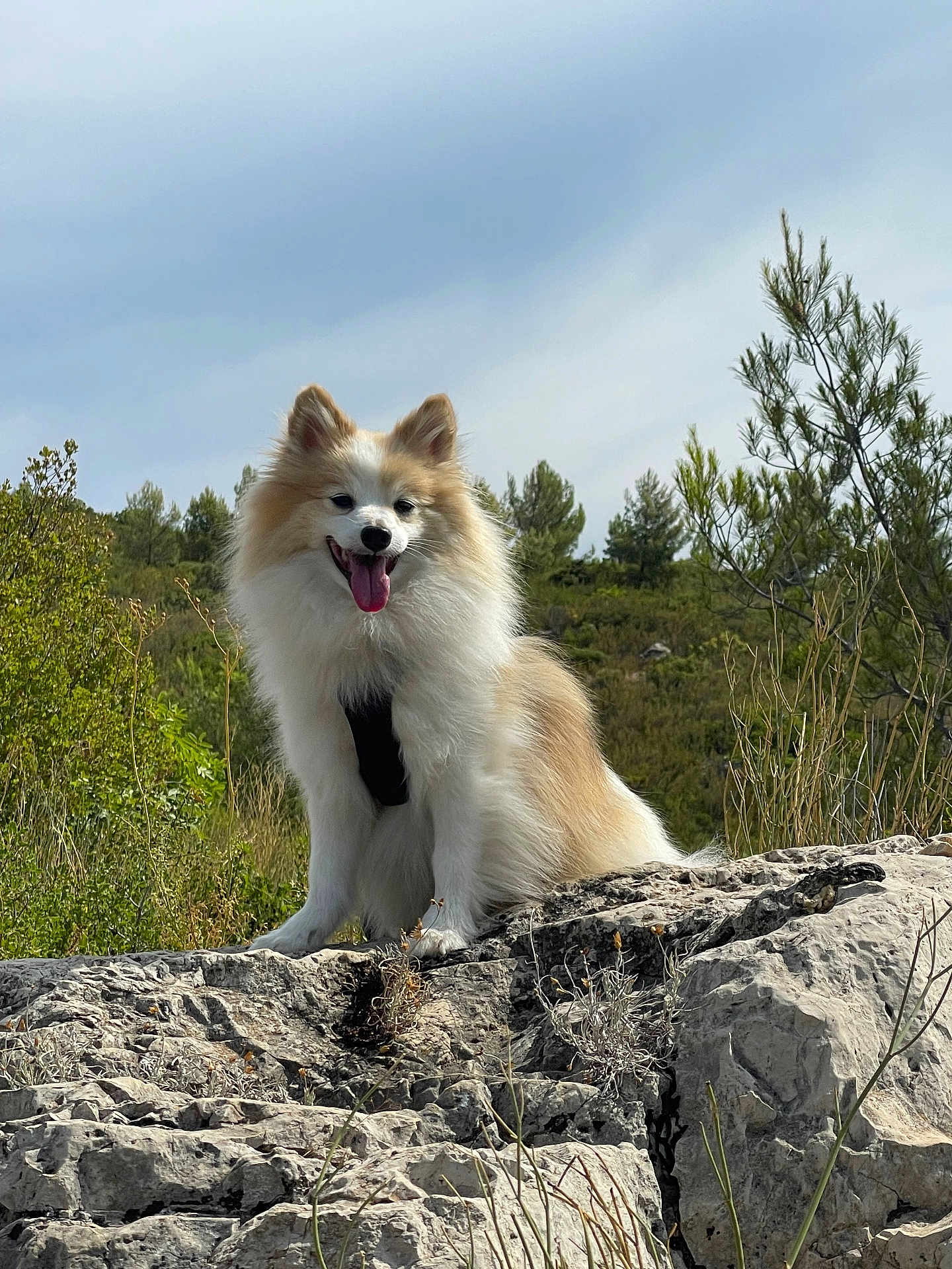 Oliver a rejoint le concours — aidez-le/la à gagner de superbes lots ! dog, pomeranian, fluffy_dog, tongue_out, outdoors, rock, nature, trees, sky, pet, happy, sitting, harness, fur, portrait, smiling, landscape, paws, wild_grass, day_time