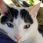 Bowie participe au concours pour gagner de l'argent avec cette photo : cat, close_up, heterochromia, blue_eye, green_eye, white_fur, black_markings, pink_nose, whiskers, animal, pet, outdoor, resting, face, portrait, feline, cute, soft_light, nature, relaxed
