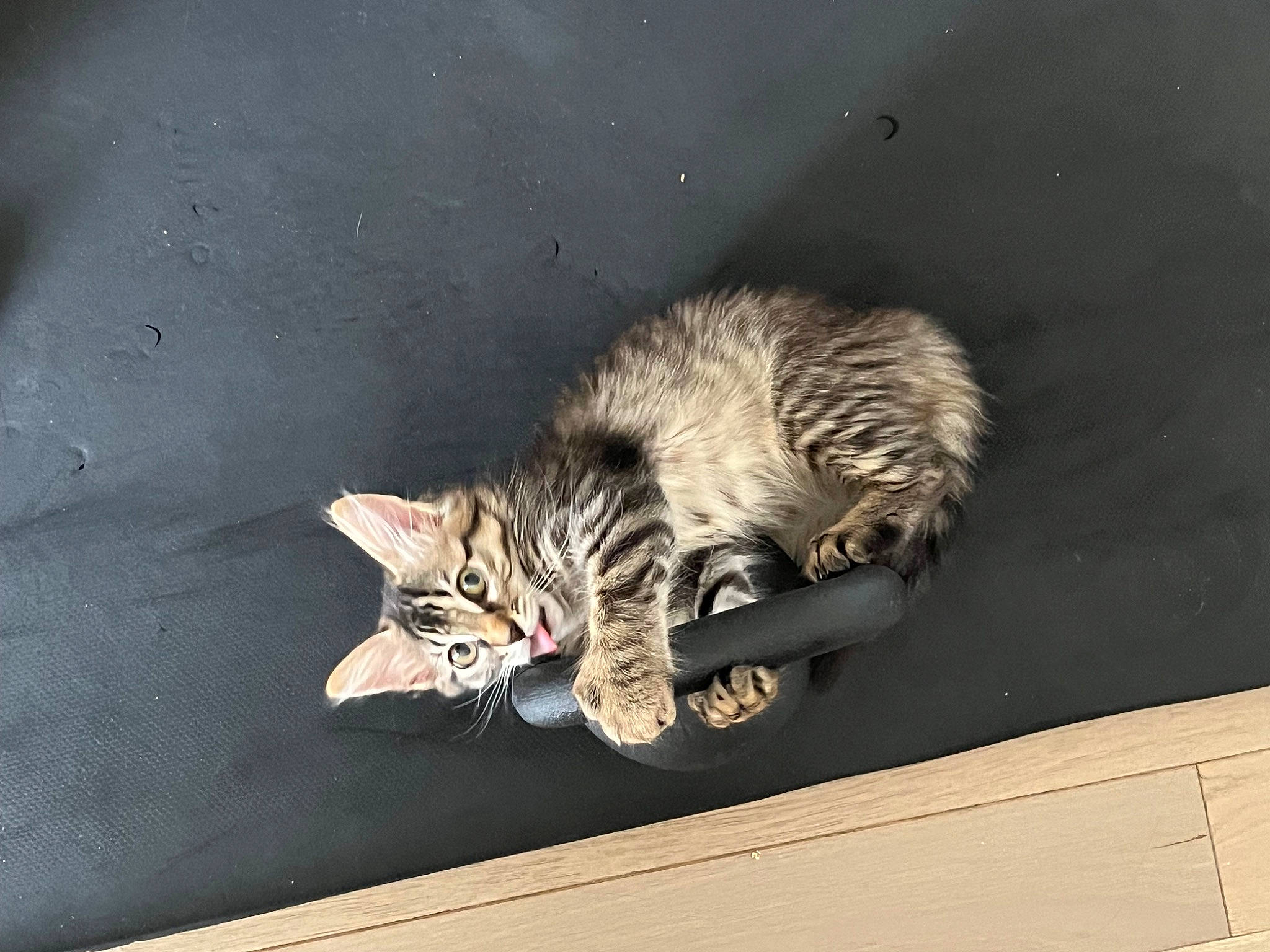 Yuffie participe au concours pour gagner de l'argent avec cette photo : carnivore, cat, claw, darkness, domestic_short_haired_cat, felidae, foot, fur, nap, paw, sitting, sleep, small_to_medium_sized_cats, snout, tail, terrestrial_animal, whiskers, wildlife, window, wood