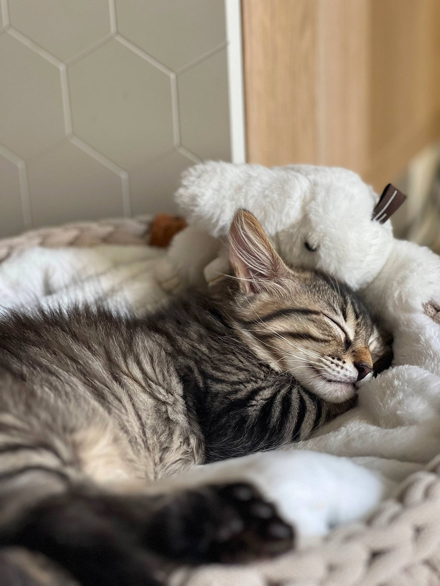 Yuffie a rejoint le concours — aidez-le/la à gagner de superbes lots ! carnivore, cat, claw, comfort, domestic_short_haired_cat, felidae, fur, grey, monochrome_photography, nap, natural_material, paw, sleep, small_to_medium_sized_cats, snout, terrestrial_animal, whiskers, wildlife, wrinkle