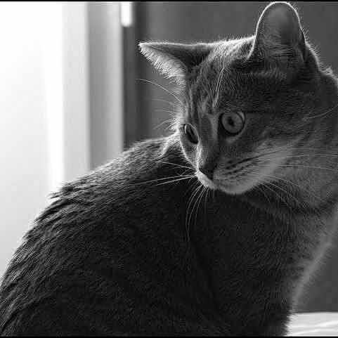 Lilou