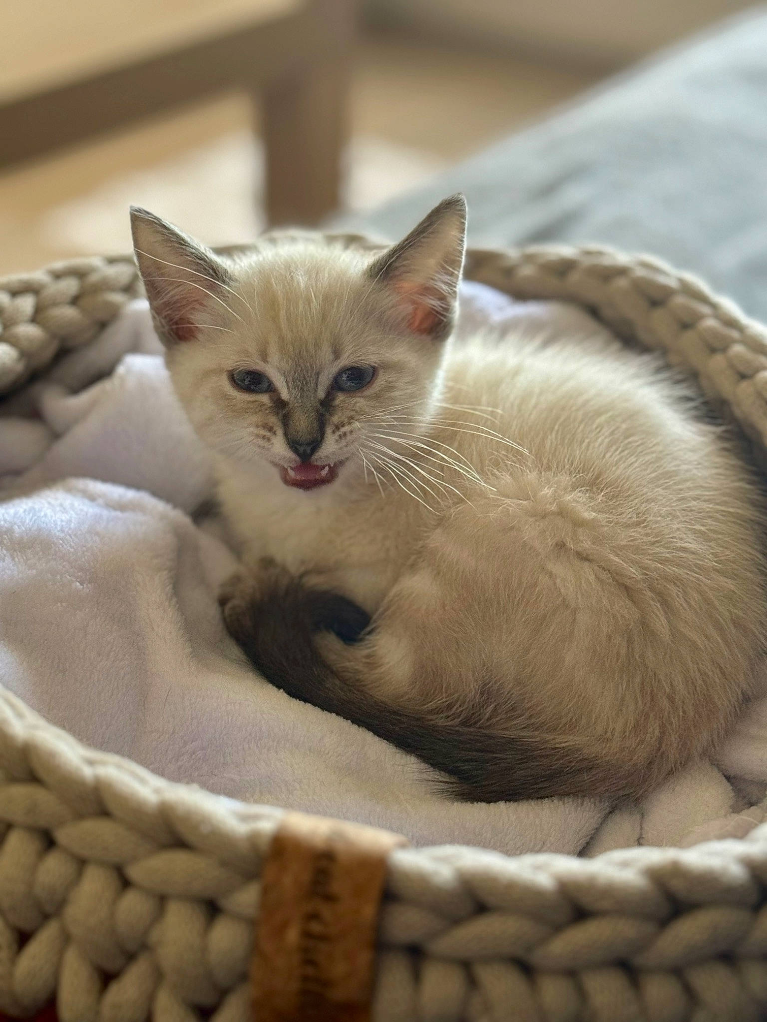 Mako participe au concours pour gagner de l'argent avec cette photo : basket, carnivore, cat, cat_bed, cat_furniture, cat_supply, comfort, domestic_short_haired_cat, fawn, felidae, fur, linens, mesh, paw, pet_supply, small_to_medium_sized_cats, snout, vertebrate, whiskers, wicker