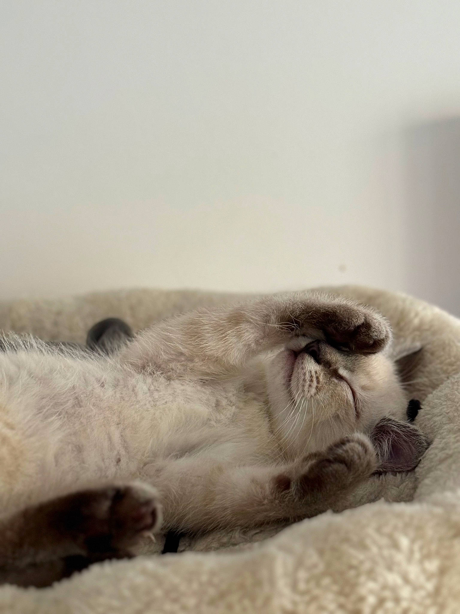 Mako participe au concours pour gagner de l'argent avec cette photo : carnivore, cat, claw, comfort, domestic_short_haired_cat, felidae, fur, grey, linens, monochrome_photography, nap, paw, sleep, small_to_medium_sized_cats, sporting_group, terrestrial_animal, whiskers, wildlife