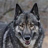 animal, blurred_background, canine, ears, expression, eyes, face, forest, fur, gray_fur, looking_at_camera, mouth, muzzle, nature, outdoor, portrait, smiling, standing, wildlife, wolf_like_dog